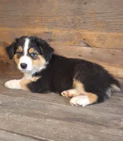 Benjamin, a male Australian Shepherd for sale in Ovid, MI – 3 of 10