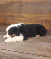Daniel, a male Australian Shepherd for sale in Ovid, MI – 3 of 10