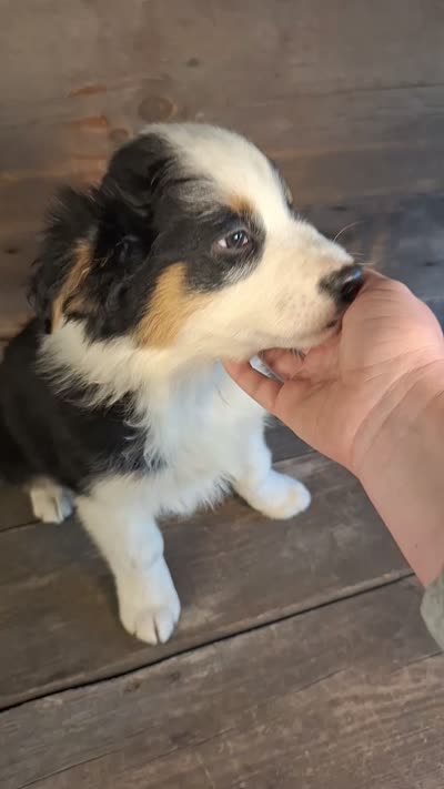 Daniel, a male Australian Shepherd for sale in Ovid, MI – 10 of 10