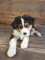 Benjamin, a male Australian Shepherd for sale in Ovid, MI – 6 of 10