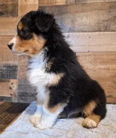 Moody, a female Australian Shepherd for sale in Ovid, MI – Photo 7 of 10