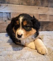 Moody, a female Australian Shepherd for sale in Ovid, MI – Photo 4 of 10