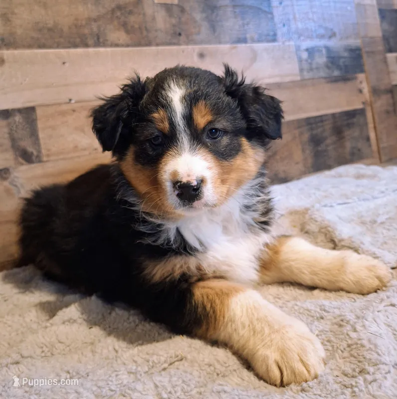 Moody – Australian Shepherd puppy for sale in Ovid, MI