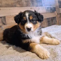 Moody, a female Australian Shepherd for sale in Ovid, MI – Photo 1 of 10