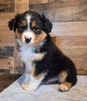 Moody, a female Australian Shepherd for sale in Ovid, MI – Photo 2 of 10