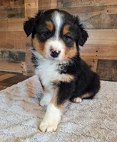 Moody, a female Australian Shepherd for sale in Ovid, MI – Photo 10 of 10