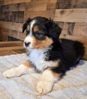 Moody, a female Australian Shepherd for sale in Ovid, MI – Photo 3 of 10