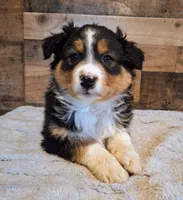 Moody, a female Australian Shepherd for sale in Ovid, MI – Photo 6 of 10