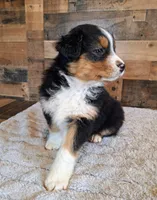 Moody, a female Australian Shepherd for sale in Ovid, MI – Photo 9 of 10