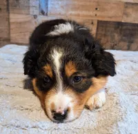 Moody, a female Australian Shepherd for sale in Ovid, MI – Photo 5 of 10
