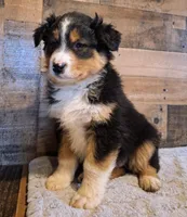 Moody, a female Australian Shepherd for sale in Ovid, MI – Photo 8 of 10
