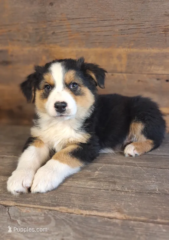 Adam – Australian Shepherd puppy for sale in Ovid, MI
