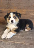 Adam, a male Australian Shepherd for sale in Ovid, MI – 1 of 10