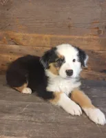 Frank, a male Australian Shepherd for sale in Ovid, MI – 6 of 10