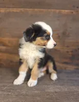 Frank, a male Australian Shepherd for sale in Ovid, MI – 8 of 10