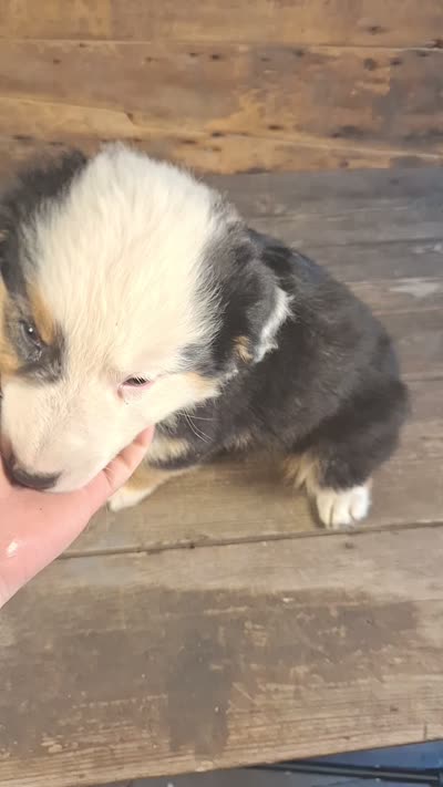 Frank, a male Australian Shepherd for sale in Ovid, MI – 10 of 10