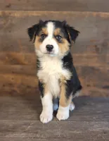 Adam, a male Australian Shepherd for sale in Ovid, MI – 9 of 10