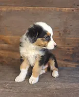 Frank, a male Australian Shepherd for sale in Ovid, MI – 5 of 10
