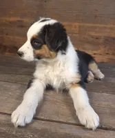 Ephraim, a male Australian Shepherd for sale in Ovid, MI – 3 of 7