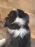 Benjamin, a male Australian Shepherd for sale in Ovid, MI – 4 of 10