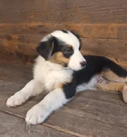 Ephraim, a male Australian Shepherd for sale in Ovid, MI – 5 of 7