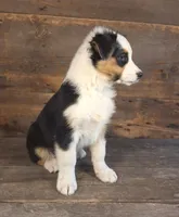 Ephraim, a male Australian Shepherd for sale in Ovid, MI – 2 of 7