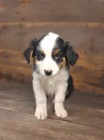 Daniel, a male Australian Shepherd for sale in Ovid, MI – 7 of 10