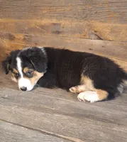 Benjamin, a male Australian Shepherd for sale in Ovid, MI – 8 of 10