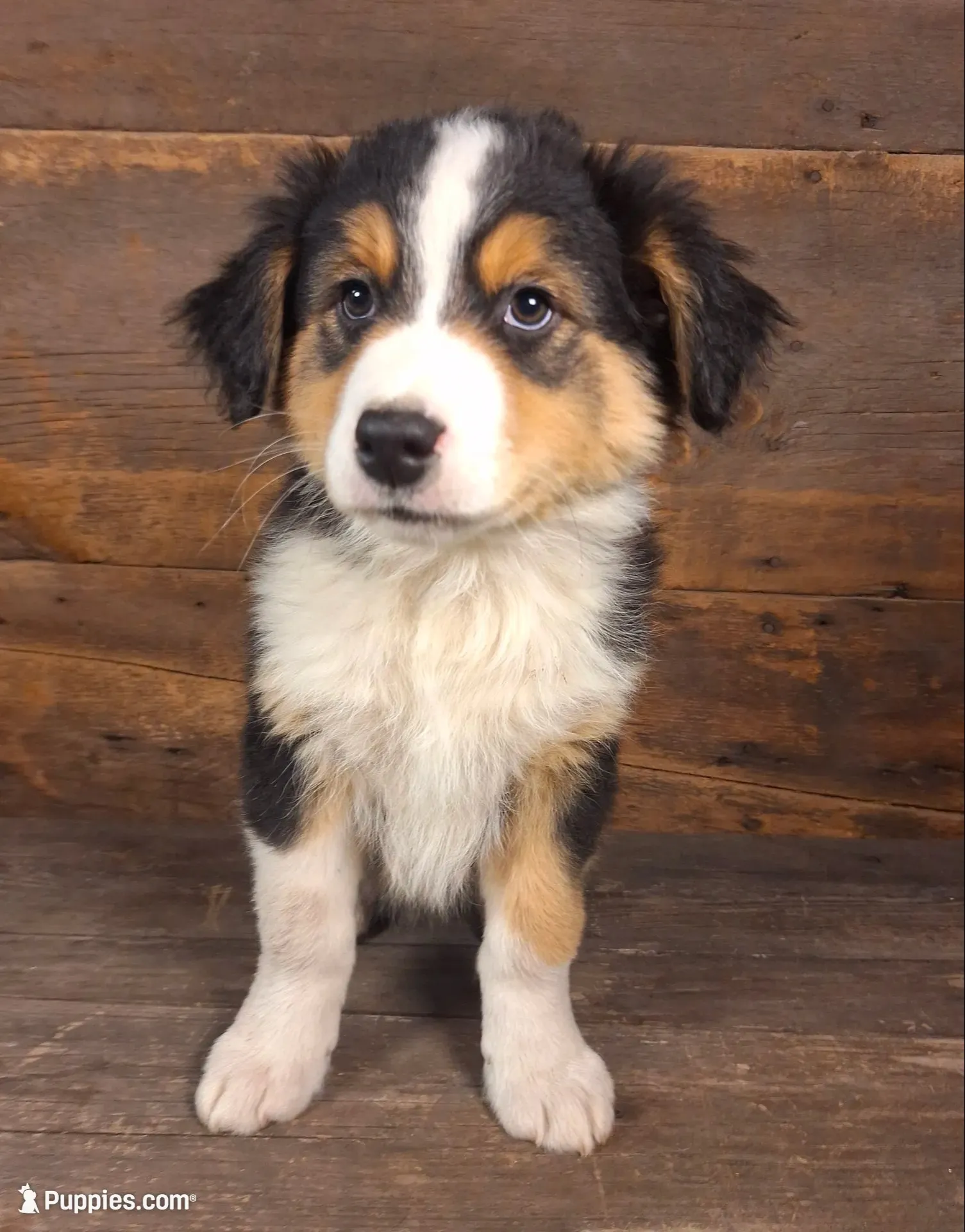 Benjamin, a male Australian Shepherd for sale in Ovid, MI – 1 of 10