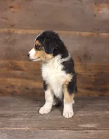 Benjamin, a male Australian Shepherd for sale in Ovid, MI – 7 of 10