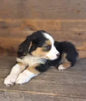 Adam, a male Australian Shepherd for sale in Ovid, MI – 4 of 10