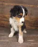 Benjamin, a male Australian Shepherd for sale in Ovid, MI – 2 of 10