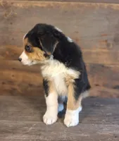 Adam, a male Australian Shepherd for sale in Ovid, MI – 10 of 10
