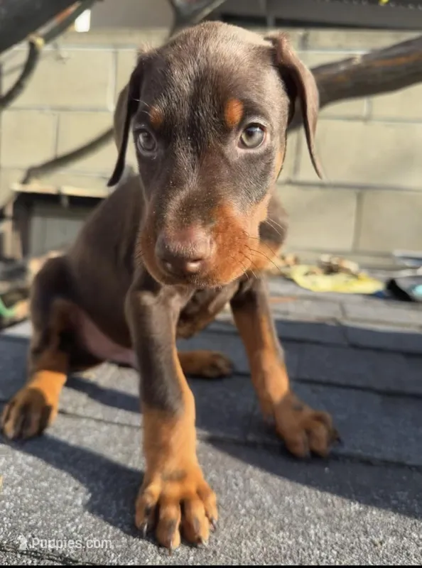 Doberman pinscher – Doberman Pinscher puppy for sale in Los Angeles, CA