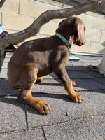 Doberman pinscher, a female Doberman Pinscher for sale in Los Angeles, CA – Photo 2 of 2