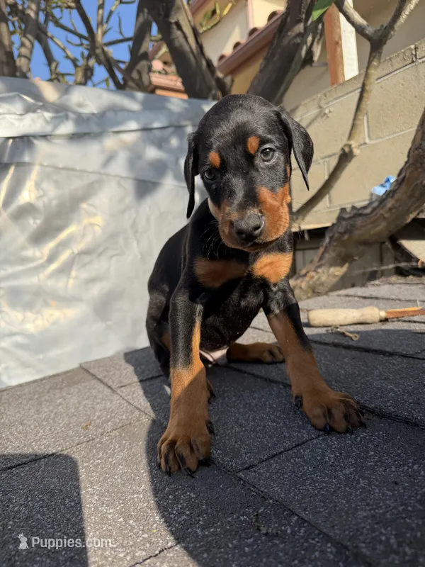 Doberman pinscher   – Doberman Pinscher puppy for sale in Los Angeles, CA