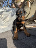 Doberman pinscher  , a male Doberman Pinscher for sale in Los Angeles, CA – Photo 1 of 2