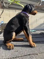 Doberman pinscher, a female Doberman Pinscher for sale in Los Angeles, CA – Photo 2 of 2