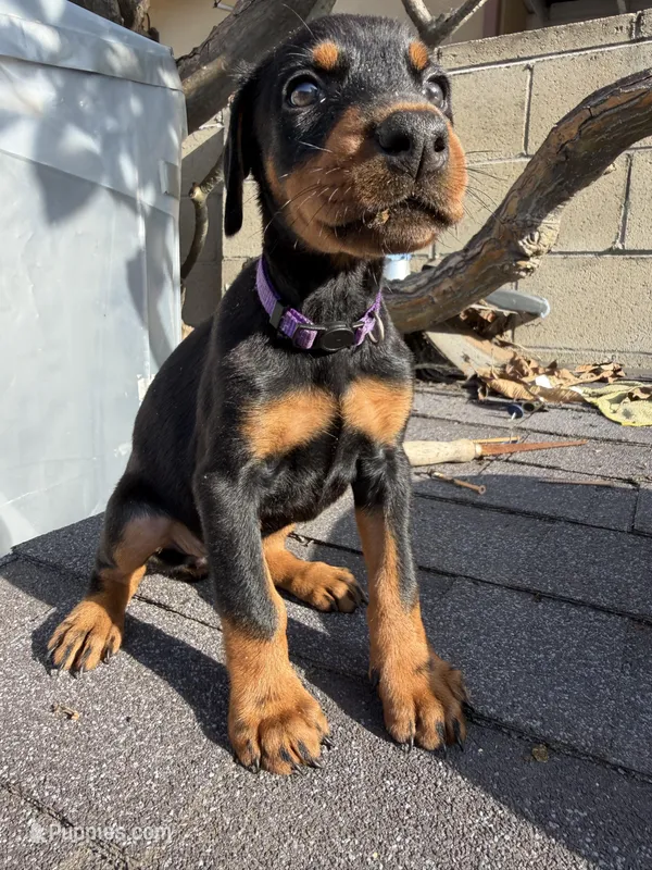 Doberman pinscher – Doberman Pinscher puppy for sale in Los Angeles, CA