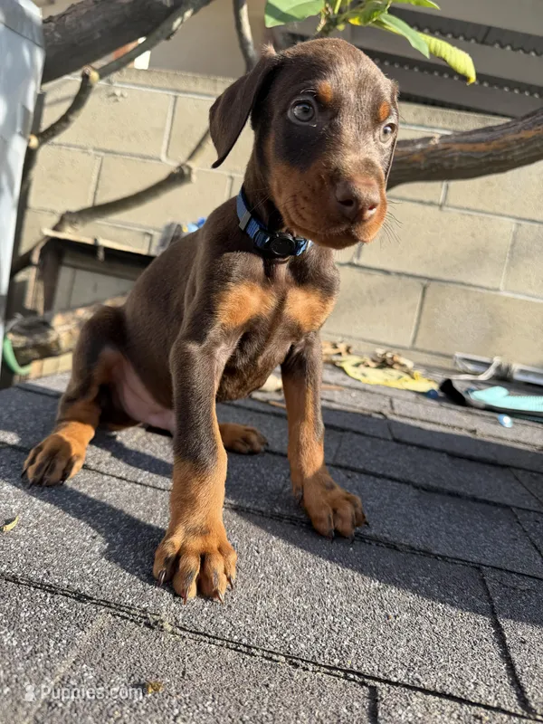 Doberman Pinscher – Doberman Pinscher puppy for sale in Los Angeles, CA