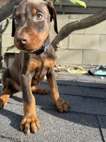 Doberman Pinscher, a male Doberman Pinscher for sale in Los Angeles, CA – Photo 2 of 2
