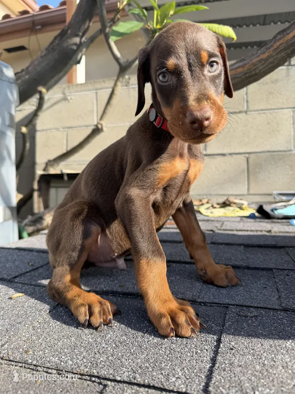 Doberman pinscher – Doberman Pinscher puppy for sale in Los Angeles, CA