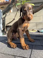 Doberman pinscher, a male Doberman Pinscher for sale in Los Angeles, CA – Photo 1 of 2