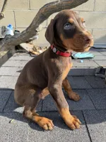 Doberman pinscher, a male Doberman Pinscher for sale in Los Angeles, CA – Photo 2 of 2