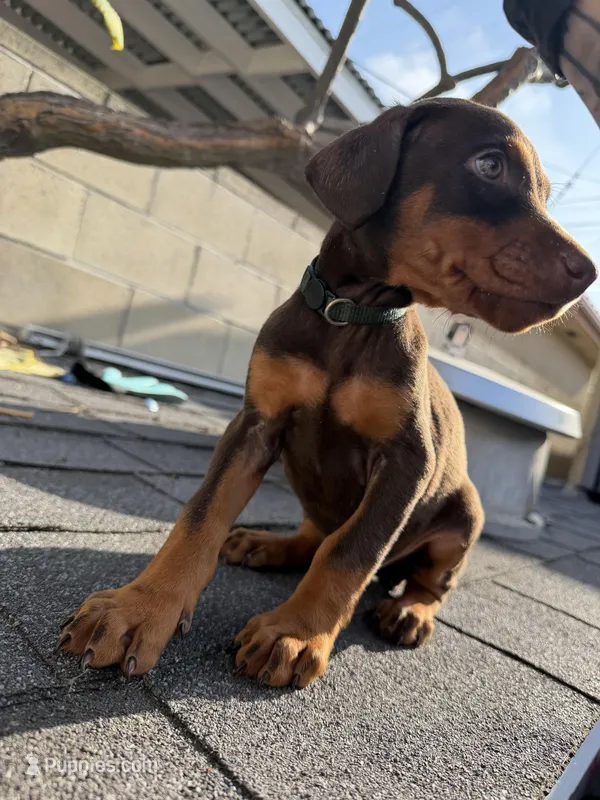 Doberman pinscher – Doberman Pinscher puppy for sale in Los Angeles, CA