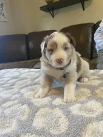 Black collar akc, a male Australian Shepherd for sale in Rising Fawn, GA – Photo 2 of 3