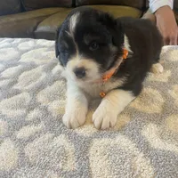 Orange male akc, a male Australian Shepherd for sale in Rising Fawn, GA – Photo 2 of 3