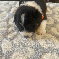 Orange male akc, a male Australian Shepherd for sale in Rising Fawn, GA – Photo 3 of 3