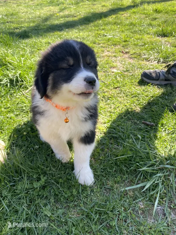 Orange male akc – Australian Shepherd puppy for sale in Rising Fawn, GA