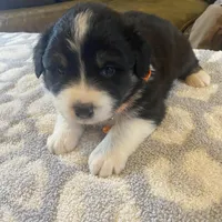 Orange male akc, a male Australian Shepherd for sale in Rising Fawn, GA – Photo 1 of 3